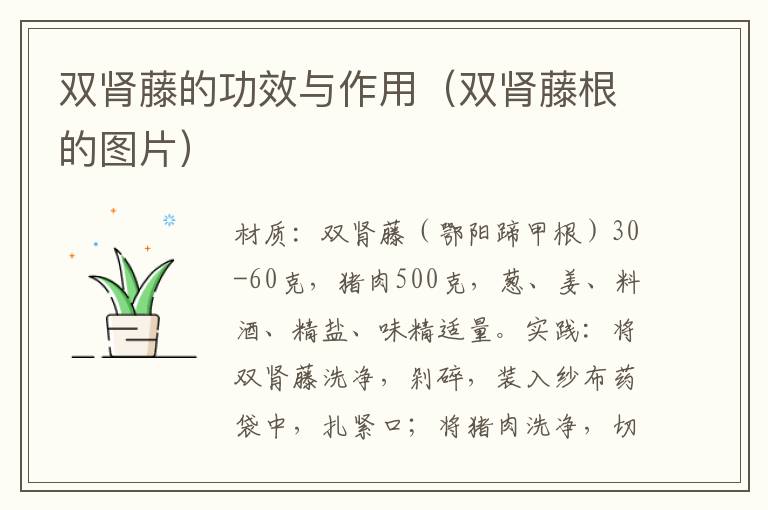 双肾藤的功效与作用(双肾藤根的图片)